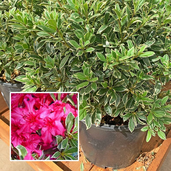 Rhododendron x 'Girard's Variegated Gem' Azalea, Shrub