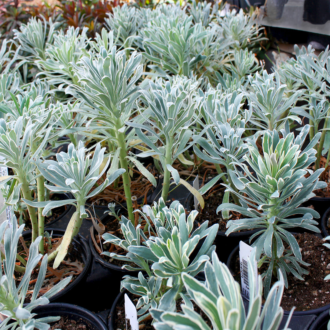 Euphorbia characias 'Glacier Blue' PP19027 Euphorbia, Perennial