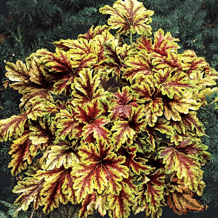 Heucherella 'Gold Zebra' PP22104 Foamy Bells, Perennial