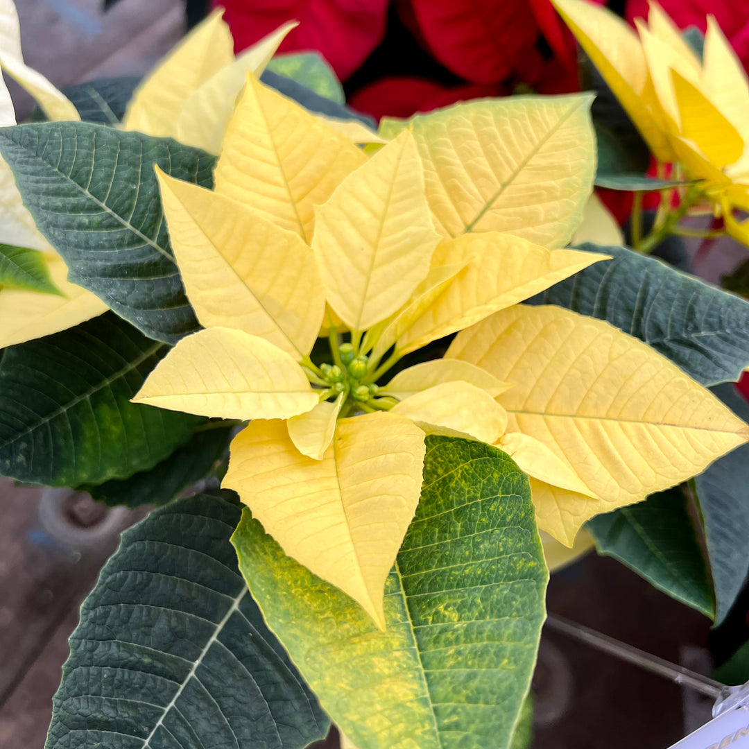 Poinsettia