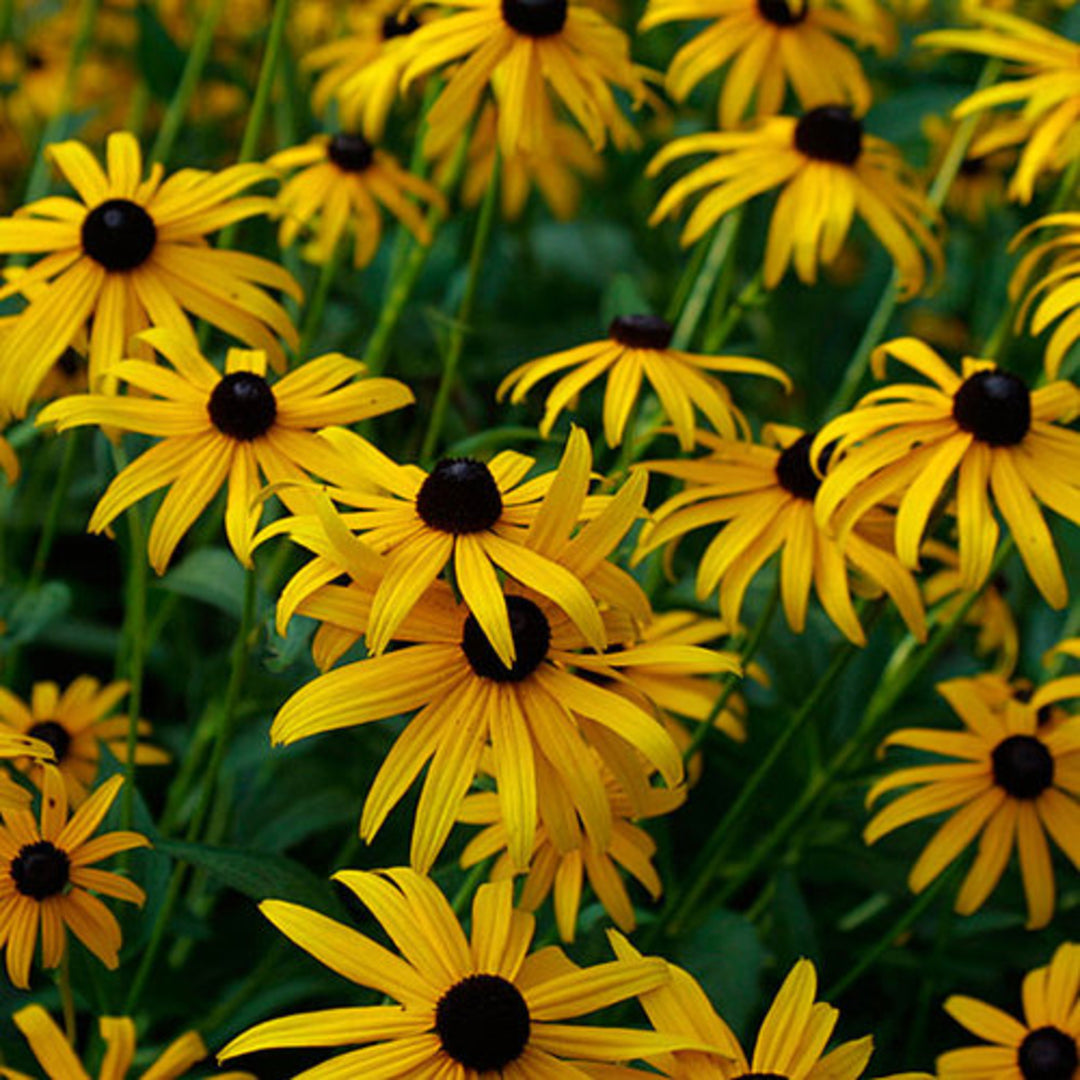 Rudbeckia fulgida var. sullivantii 'Goldsturm' Black-Eyed Susan, Perennial
