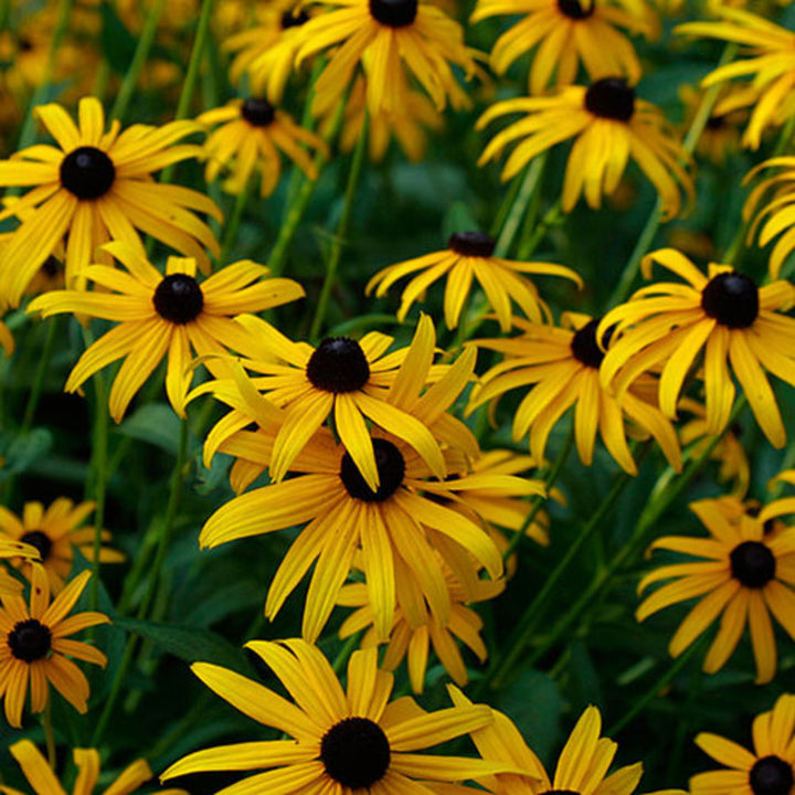 Rudbeckia fulgida var. sullivantii 'Goldsturm' Black-Eyed Susan, Perennial