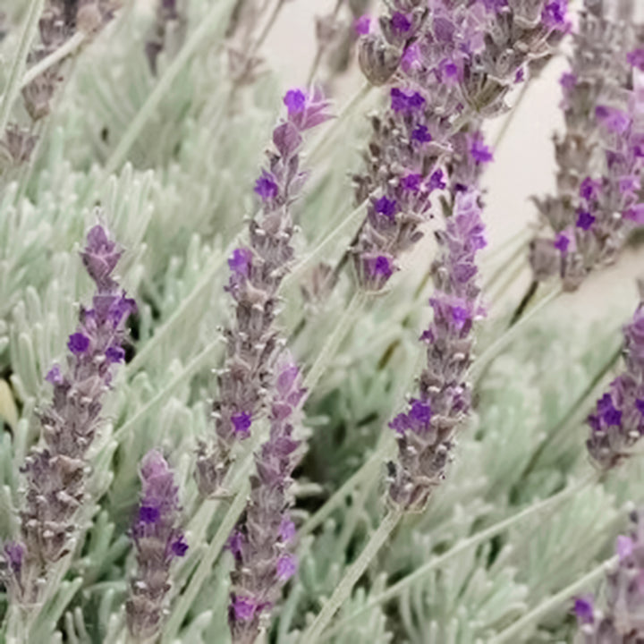 Lavandula x ginginsii 'Goodwin Creek' Lavender, Perennial