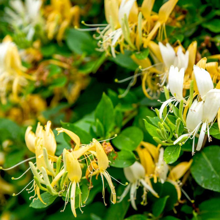 Lonicera japonica 'Halliana' Japanese Honeysuckle, Vine