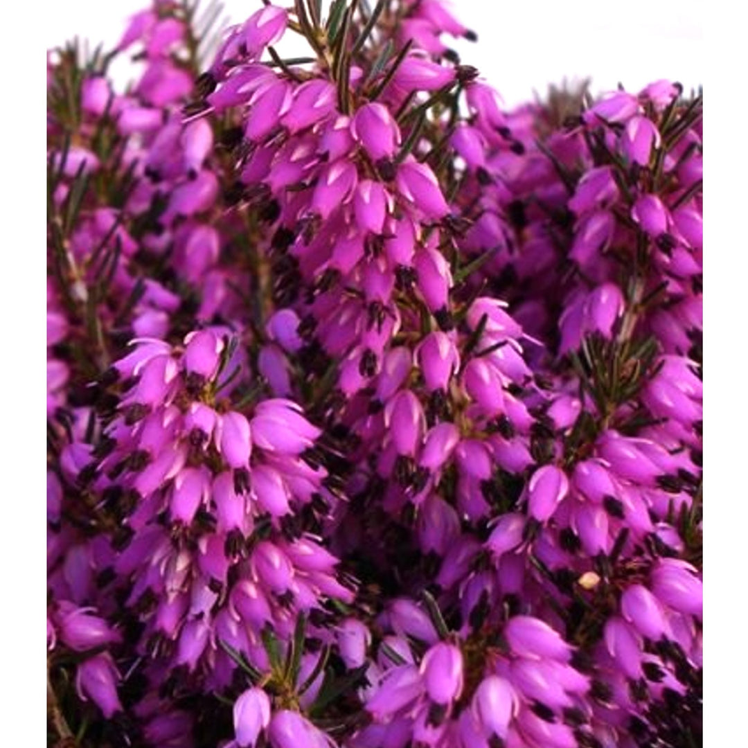 Heather