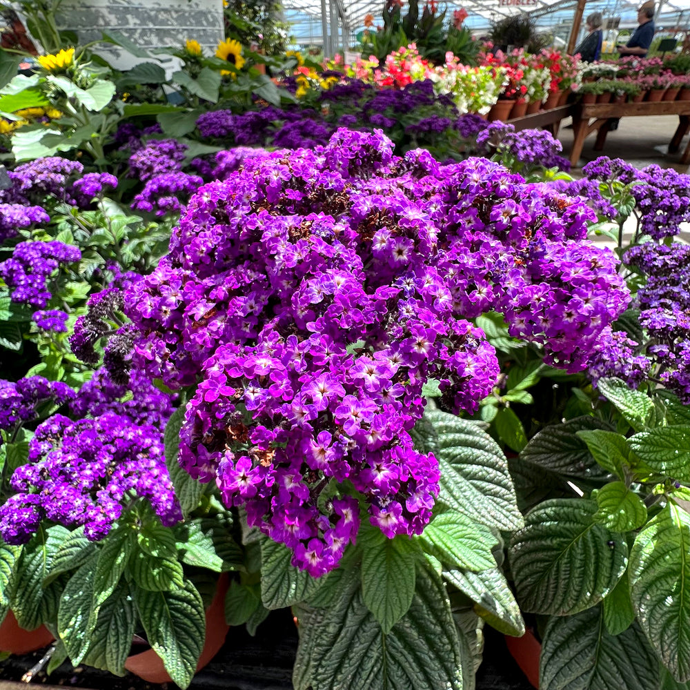 Al's Garden & Home 'Fragrant Delight' Heliotrope (Heliotropium arborescens), 4 Inch annual