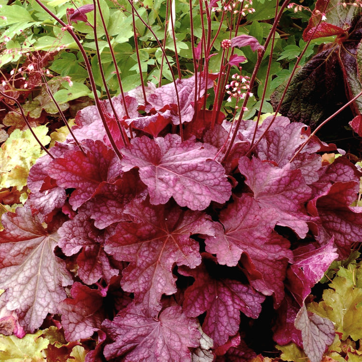 Al's Garden & Home 'Berry Smoothie' Coral Bells (Heuchera), 1 Gallon perennial