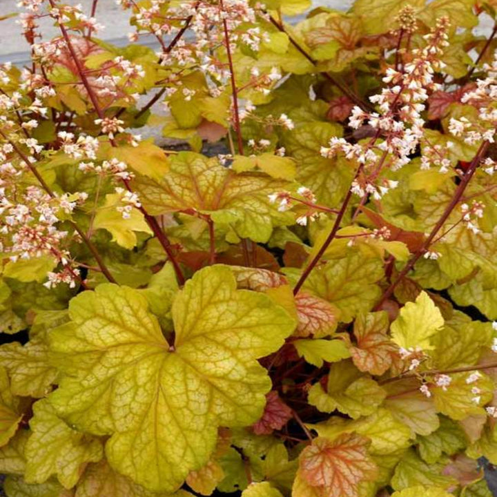 Al's Garden & Home 'Champagne' Coral Bells (Heuchera), 1 Gallon perennial