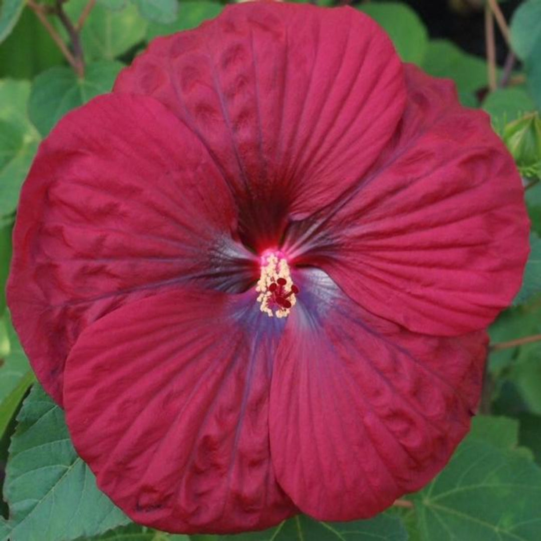 Al's Garden & Home 'Vintage Wine (Rose Mallow)' Hibiscus, 2 Gallon perennial
