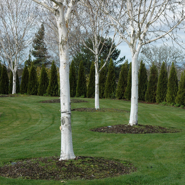 Al's Garden & Home 'Whitebarked' Himalayan Birch (Betula jacquemontii), 15 Gallon tree