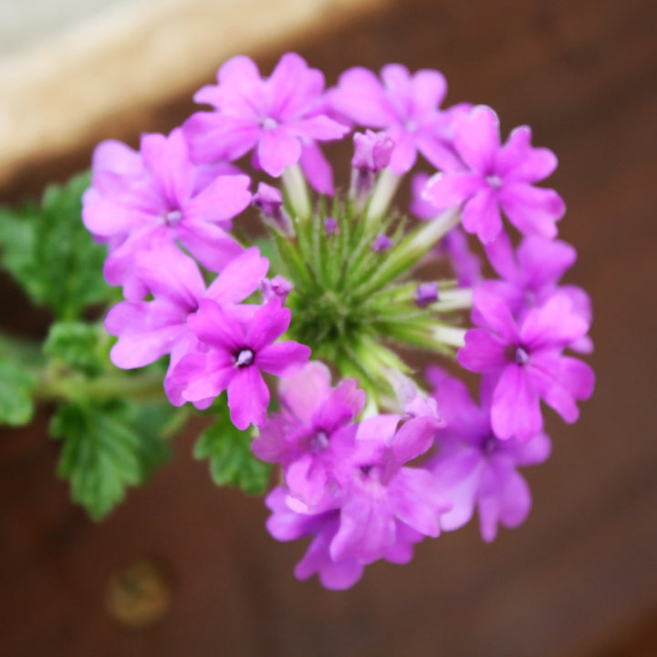 Verbena canadensis 'Homestead Purple' Verbena, Perennial
