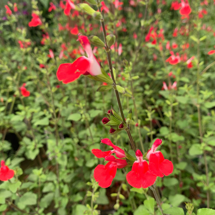 Salvia microphylla 'Hot Lips' Salvia, Perennial