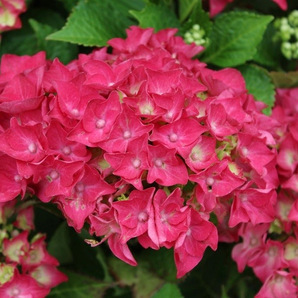 Al's Garden & Home 'Hot Red' Mophead Hydrangea (Hydrangea macrophylla), 2 Gallon shrub