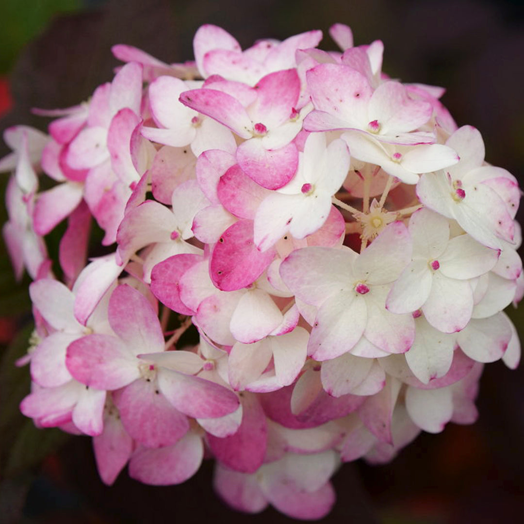 Al's Garden & Home 'Fire Light Tidbit' Panicle Hydrangea (Hydrangea paniculata), 2 Gallon shrub