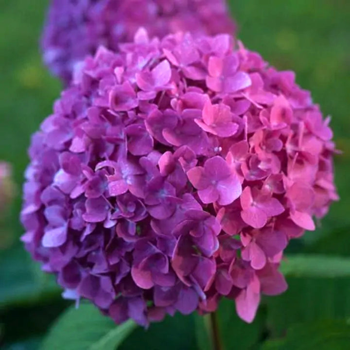 Al's Garden & Home 'Let's Dance Rave' Mophead Hydrangea (Hydrangea macrophylla), 2 Gallon shrub