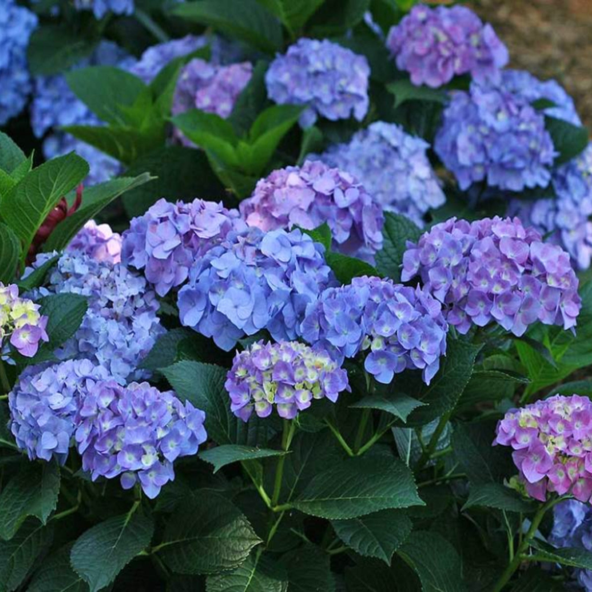 Hydrangeas – Al's Garden & Home