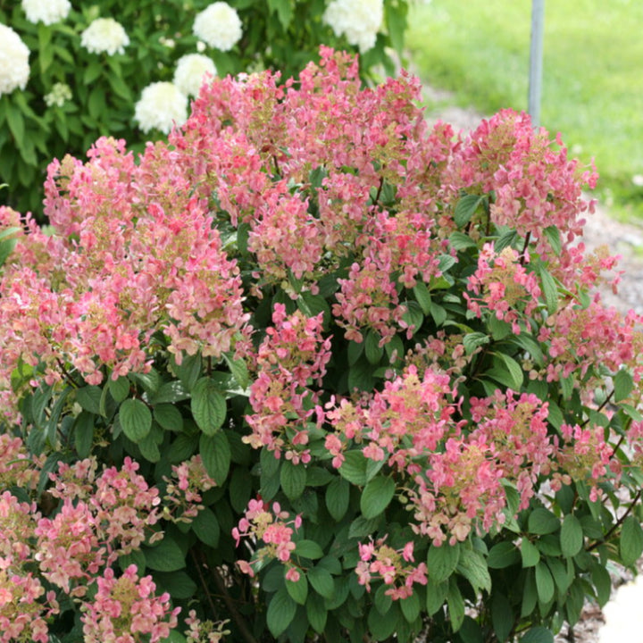 Al's Garden & Home 'Little Quick Fire' Panicle Hydrangea (Hydrangea paniculata), 2 Gallon shrub