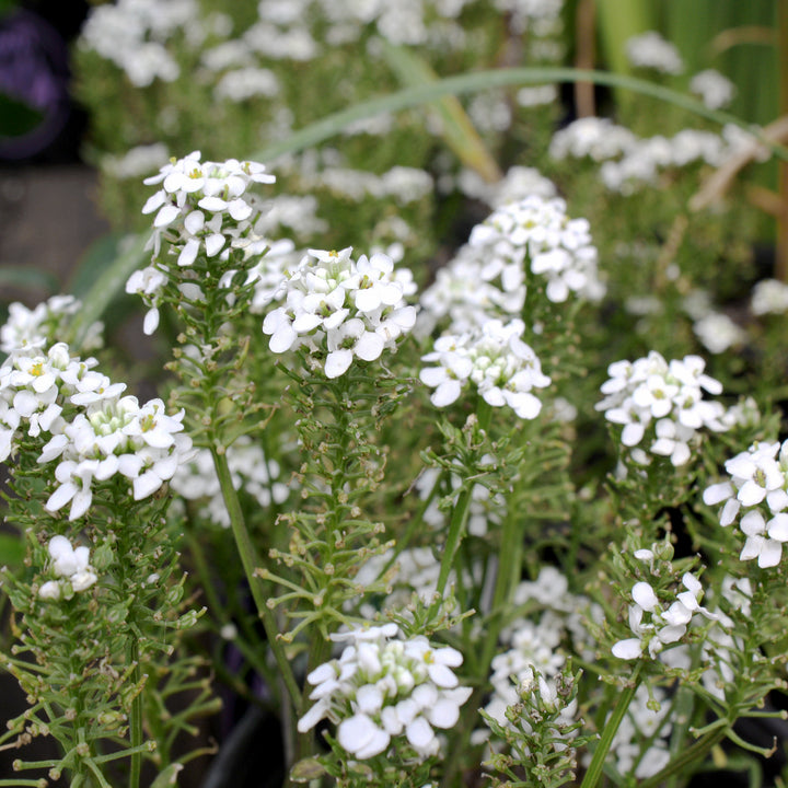 Al's Garden & Home 'Summer Snowdrift' Candytuft (Iberis sempervirens), 5 Inch perennial