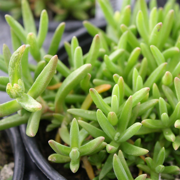 Al's Garden & Home 'W.O.W. Hot Pink Wonder' Ice Plant (Delosperma), 1 Quart perennial