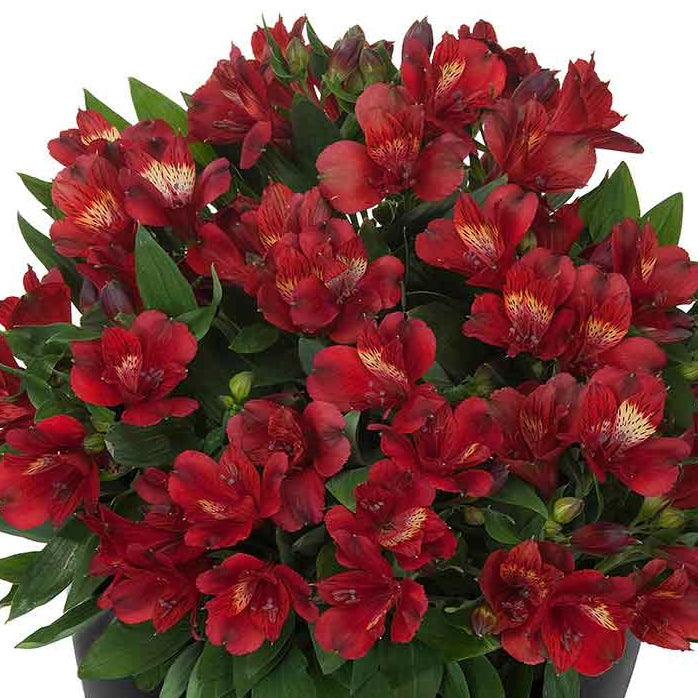 Al's Garden & Home 'Inticancha Doba' Peruvian Lily (Alstroemeria), 12 Inch Decorative Pot perennial