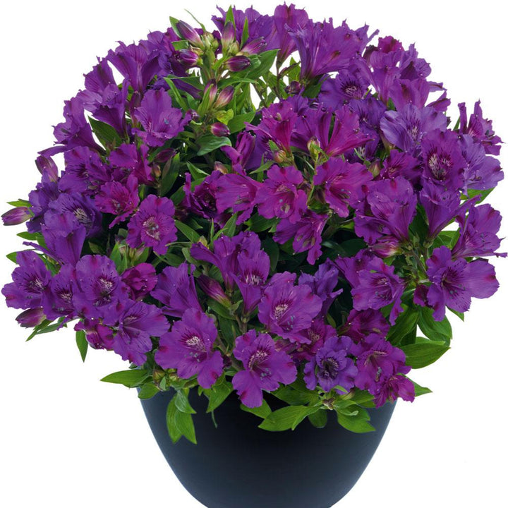 Al's Garden & Home 'Inticancha Dark Purple' Peruvian Lily (Alstroemeria), 12 Inch Decorative Pot perennial