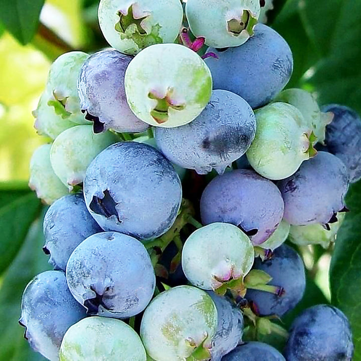 Vaccinium corymbosum 'Jersey' Highbush Blueberry, Shrub