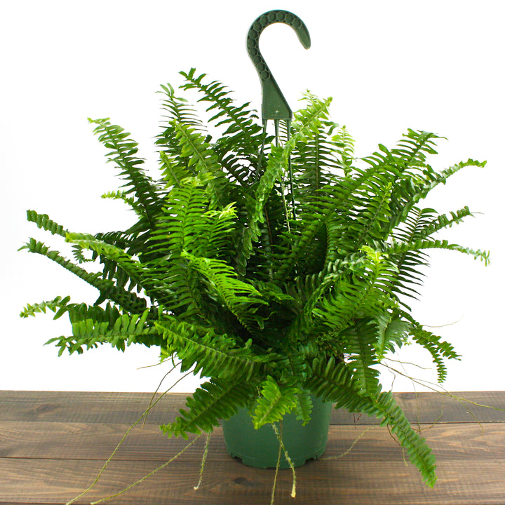Nehprolepis obilerata Jester's Crown Fern, Houseplant