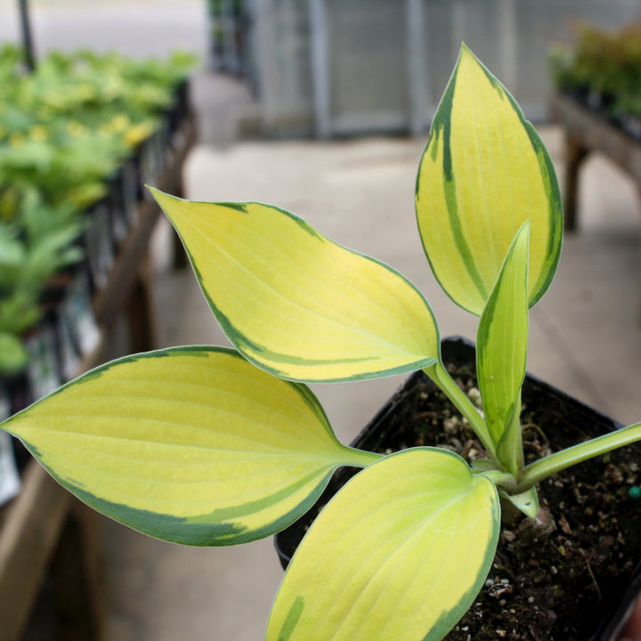 Hosta x 'June' Hosta, Perennial