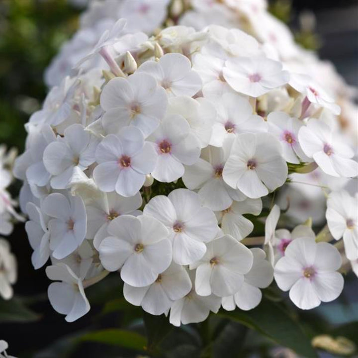 Al's Garden & Home 'Fashionably Early Crystal' Garden Phlox (Phlox paniculata), 1 Gallon perennial