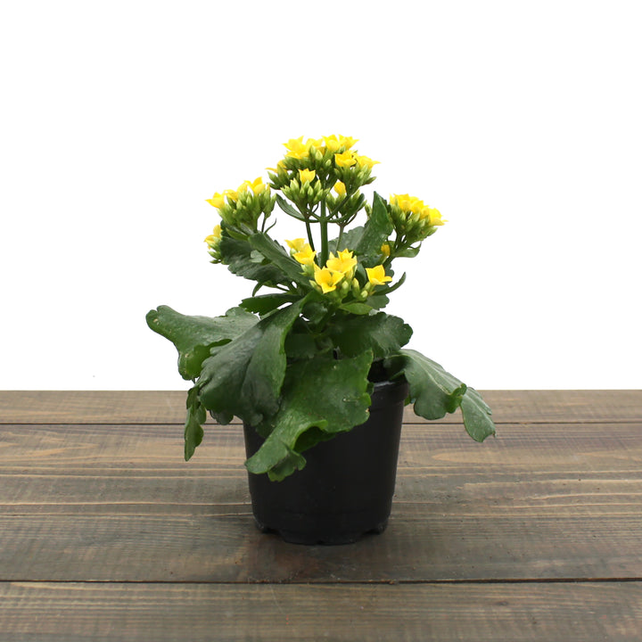 Kalanchoe