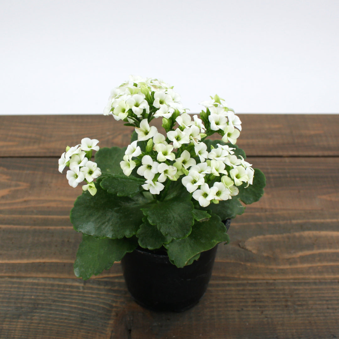 Kalanchoe