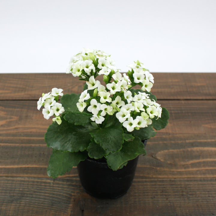 Kalanchoe
