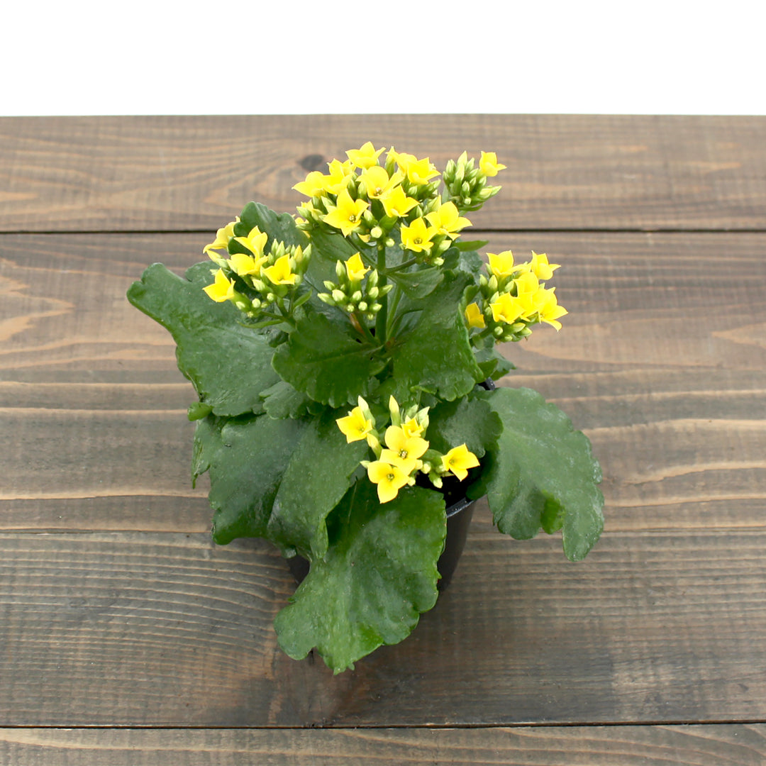 Kalanchoe