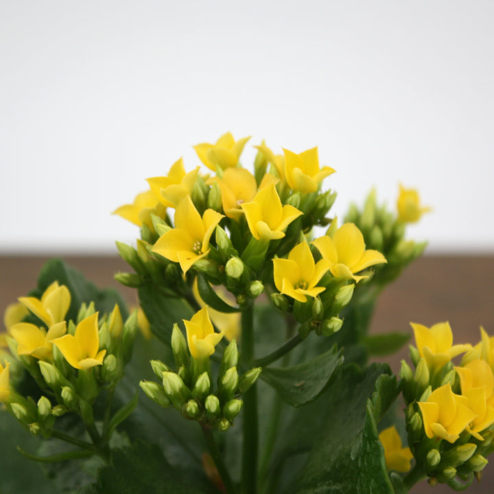 Kalanchoe