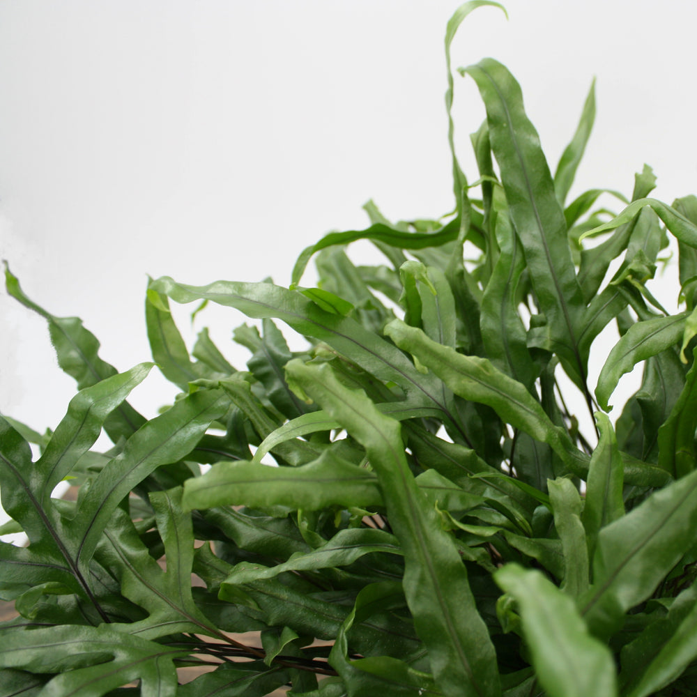 Al's Garden & Home generic Kangaroo Fern (Microsorum pustulatum), 6 Inch houseplant