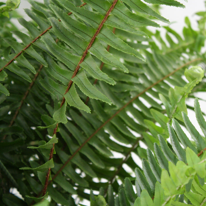 Mainland Floral generic Kimberly Queen Fern (Nephrolepis obliterata), 6 Inch Hanging Basket houseplant