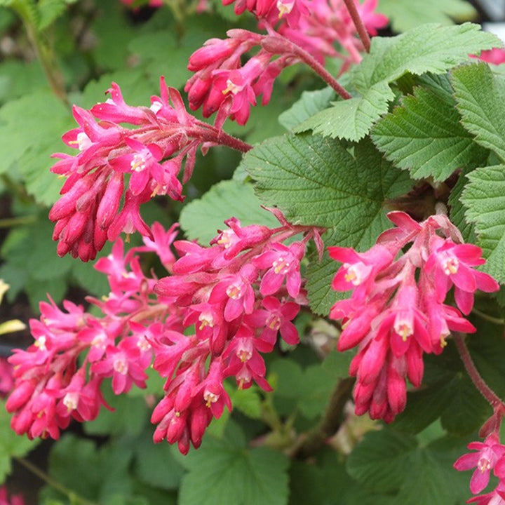 Kraemer's Nursery 'King Edward VII' Flowering Currant (Ribes sanguineum), 1 Gallon shrub