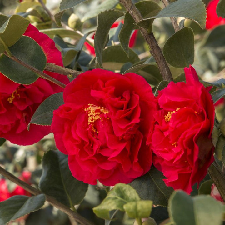 Camellia japonica 'Kramer' Camellia, Shrub