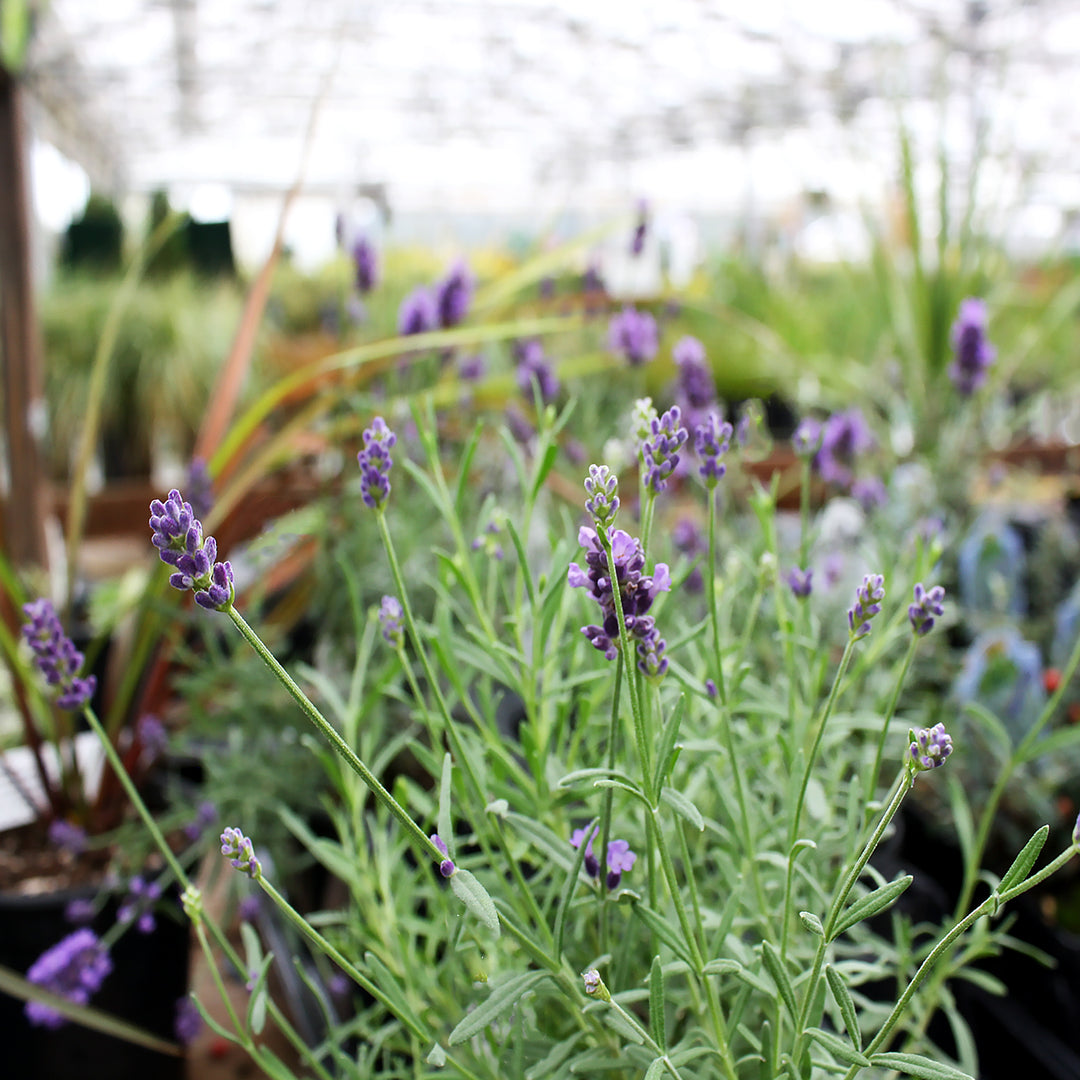 Al's Garden & Home 'LaDiva Eternal Ellegance' English Lavender (Lavandula angustifolia), 5 Inch perennial