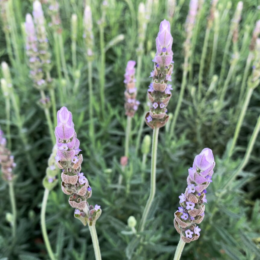 Al's Garden & Home 'Imperial' Lavender (Lavendula), 1 Gallon perennial