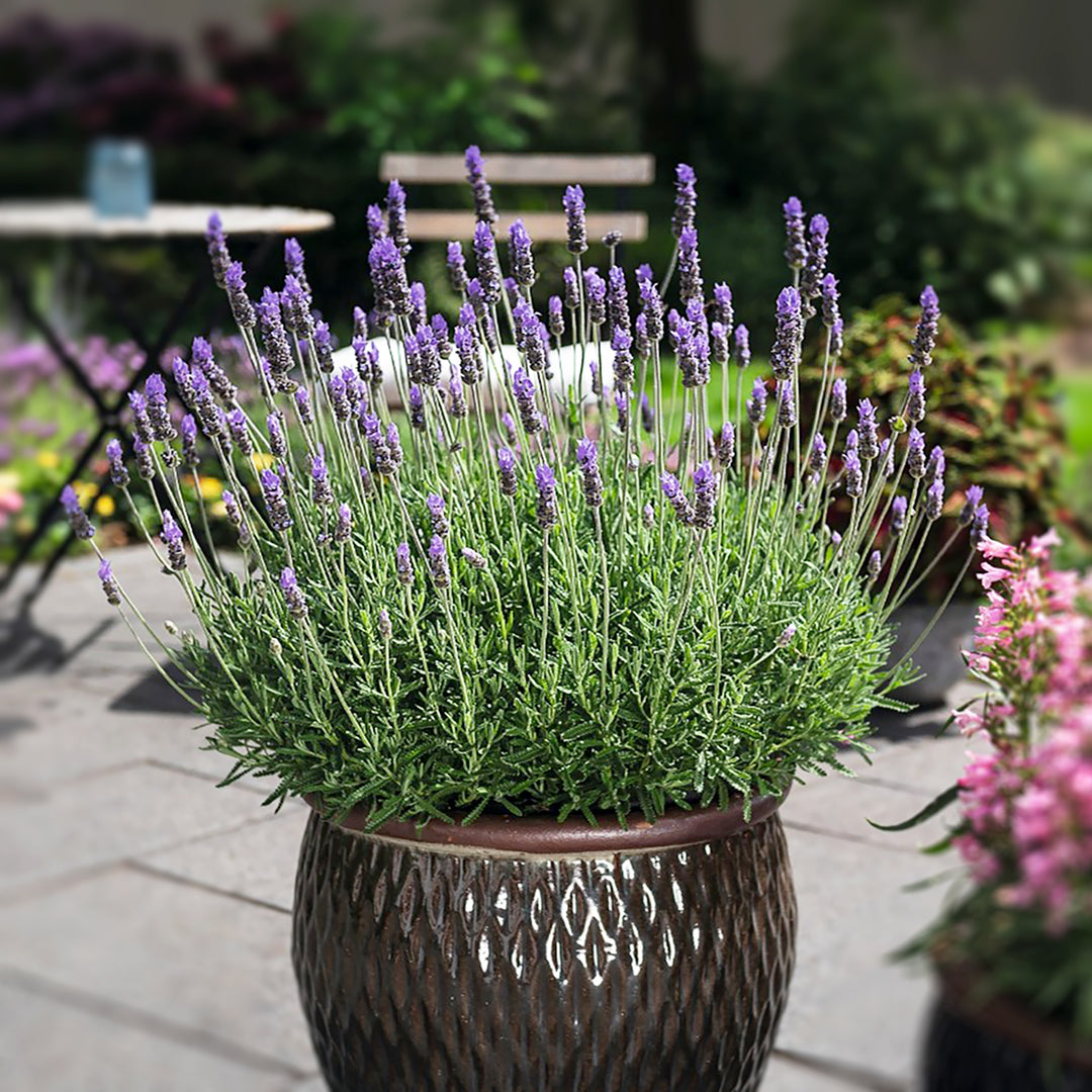 Al's Garden & Home 'La Diva Imperial' Lavender (Lavendula), 1 Gallon perennial