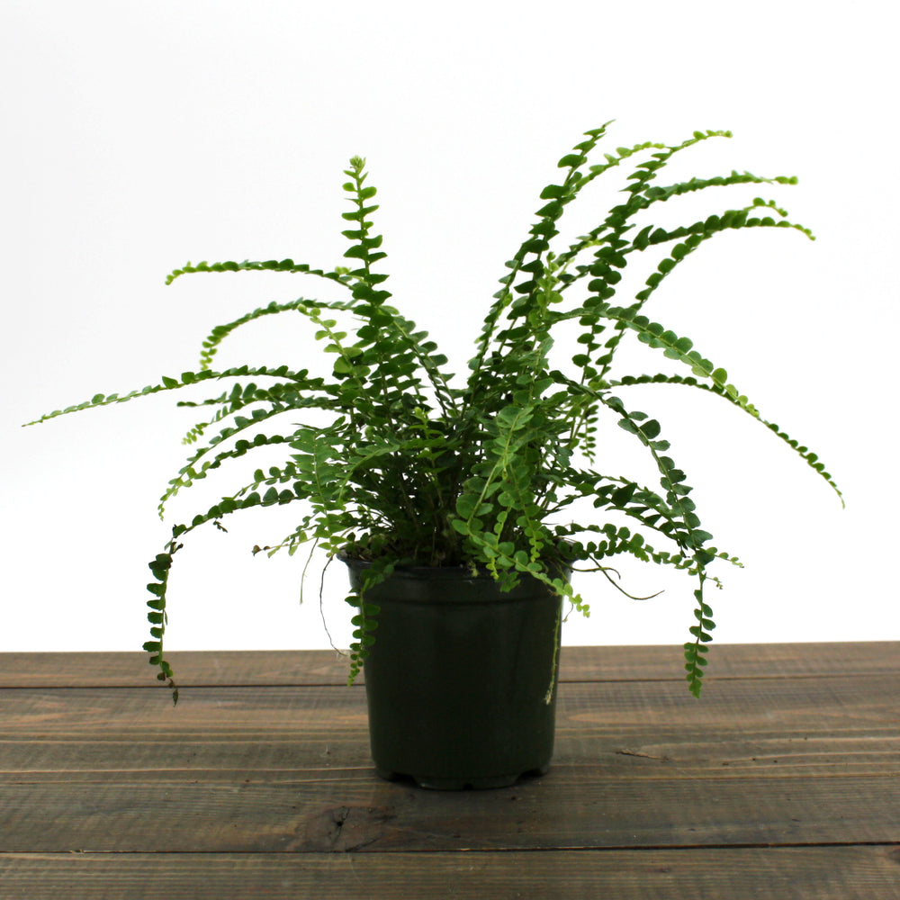 Al's Garden & Home 'Duffii' Lemon Button Fern (Nephrolepis cordifolia), 4 Inch houseplant