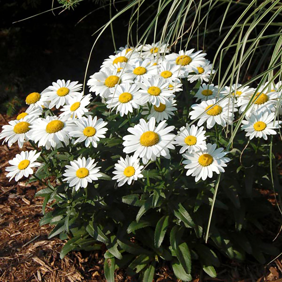 Al's Garden & Home 'Flower Power' Shasta Daisy (Leucanthemum), 1 Gallon perennial