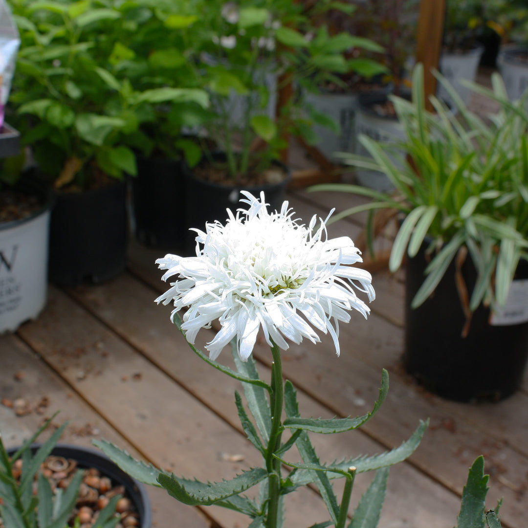 Al's Garden & Home 'Sante' Shasta Daisy (Leucanthemum), 2 Gallon perennial