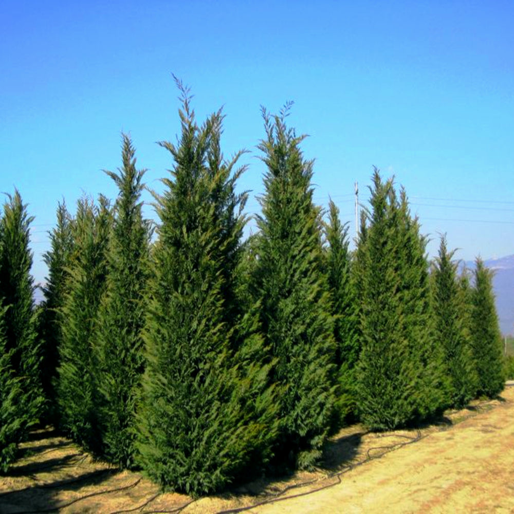 Al's Garden & Home generic Leyland Cypress (Cupressocyparis leylandii), 7 Gallon tree