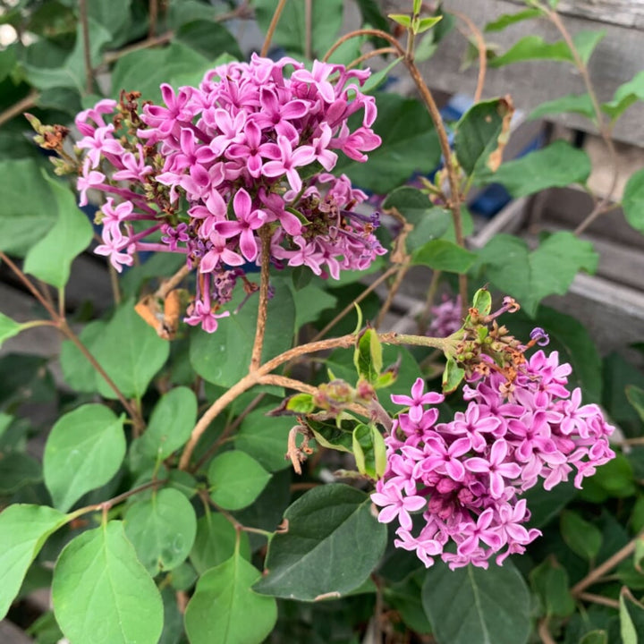 Al's Garden & Home 'Syringa Bloomerang' Lilac (Syringa), 1 Gallon shrub