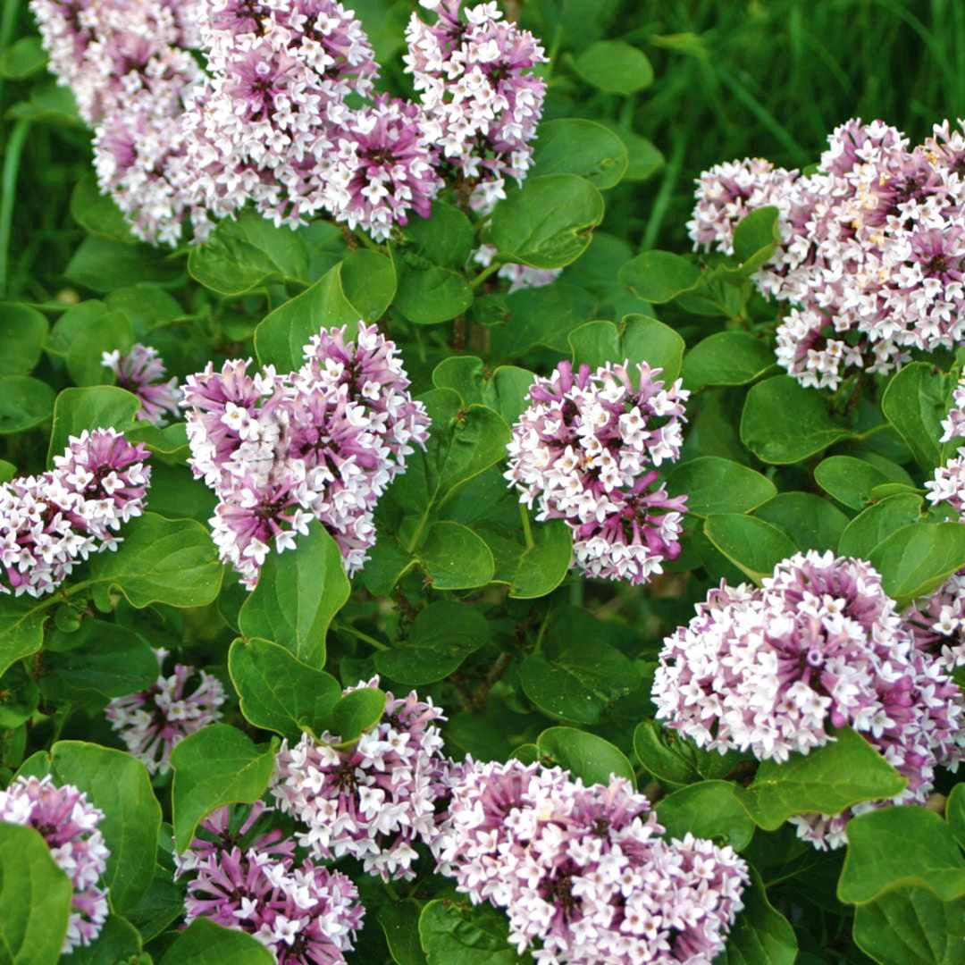 Al's Garden & Home 'Baby Kim' Lilac (Syringa), 1 Gallon shrub