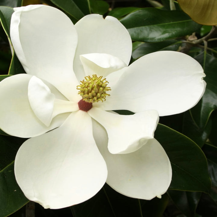 Magnolia