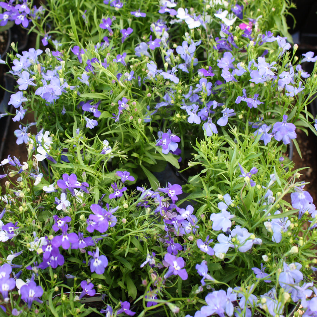 Al's Garden & Home 'Riviera Upright Mix' Lobelia, 1 Quart annual
