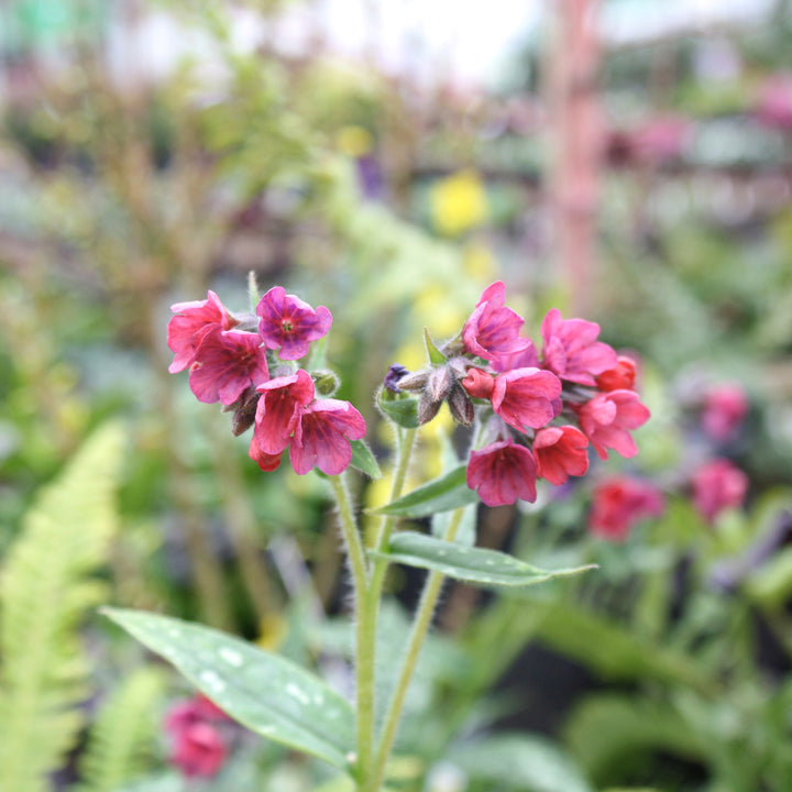 Lungwort
